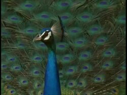 Peacock (Pavo cristatus) male display, Bandhavgarh National Park, India Stock Footage