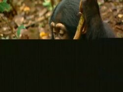 CU Young chimpanzee sitting on forest floor, peeling and breaking off stick, chewing it Stock Footage