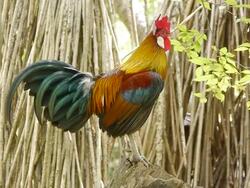 Cockcrow Stock Footage