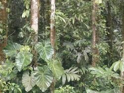 Interior of tropical rainforest in Ecuador during an afternoon shower time-lapse Stock Footage