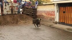 Bulls for 'toros de pueblo' in the Ecuadorian Highlands Stock Footage