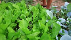 Woman is harvesting a vegetable in garden Stock Footage