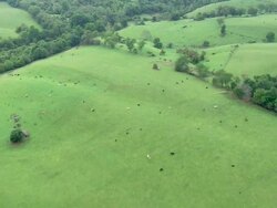 WS AERIAL View of forest, farms and cattle / Virginia, United States Stock Footage