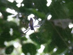 Giant Spider Stock Footage