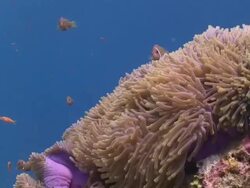 Blackfooted Anemonefish (Amphiprion nigripes) in Sea Anemone with school of Scalefin Anthias (Pseudanthias squamipinnis) and Threespot Dascyllus (Dascyllus trimaculatus), Meemu Atoll, The Maldives Stock Footage