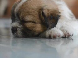 puppy Stock Footage
