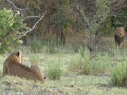 MS Shot of lion sitting observing surroundings and collared lioness lying down / Okavango Delta, North-West District, Botswana Stock Footage