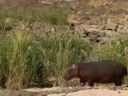Wildlife in Kruger National Park Stock Footage