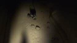 A winged dinosaur tries to put an egg in its mouth as a larger dinosaur leads them away in a computer generated animation. Stock Footage