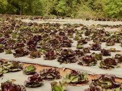 Dolly: Lettuce Plants Stock Footage