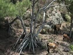 MS Cliff of Pillow lava and Wild goat and Pandanus boninensis, Endemism of Ogasawara islands / Ogasawara Islands, Tokyo, Japan Stock Footage