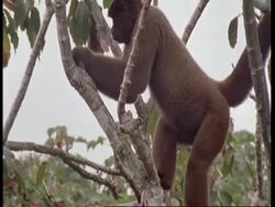 MCU Woolly monkey climbing through tree, South America Stock Footage