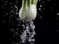 CU SLO MO Fennel (foeniculum vulgare) falling on water / Vieux Pont, Normandy, France  Stock Footage