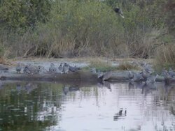 MS SLO MO Collard doves drinking from water hole  / Central Kalahari Game Reserve, Botswana Stock Footage