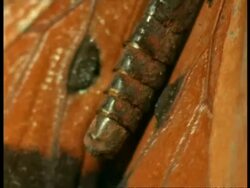 BCU Scent pockets on wings of male Florida Queen Butterfly (Danaus gilippus), USA Stock Footage