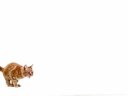 MS SLO MO Domestic cat meowing and leaping against white background / Vieux Pont, Normandy, France Stock Footage