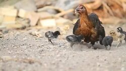 Hens are brought chick ferret food. Stock Footage