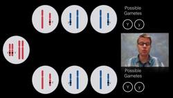 Chromosomal Inheritance Instructional Video