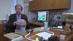 How severe, ongoing stress can affect a child's brain and body News Clip