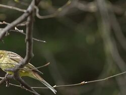 MS SLO MO Shot of Yellowhammet Landing on Branch / Vieux Pont en Auge, Normandy, France Stock Footage