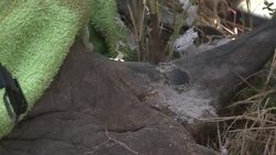 VOICED : Rhinos in Kenya transported to new home News Clip