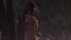 A pair of lions lunge at a carcass in a tree and chew on it. Stock Footage