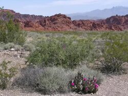 Park ranger truck crosses in front of vast Valley of Fire vista Stock Footage