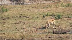 Cow eating in the field Stock Footage