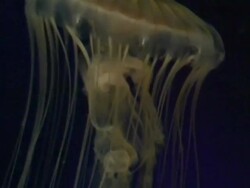 Swimming northern sea nettle interlaced Stock Footage