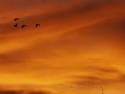 MS PAN Greater sandhill cranes in flight at sunrise / Monte Vista, Colorado, United States Stock Footage