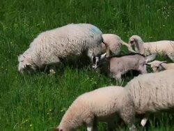 HD Sheep grazing together with a goat (panning) Stock Footage