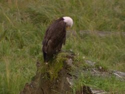 "Bald eagle sitting on grassy rock looks around and prunes feathers, near Ketchikan, Ketchikan Borough, Alaska" Stock Footage