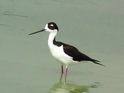 Black-necked Stilt Stock Footage