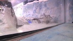 Detroit Zoo Unveils $30M Home For Penguins News Clip