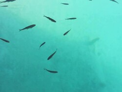 Fishes Stock Footage