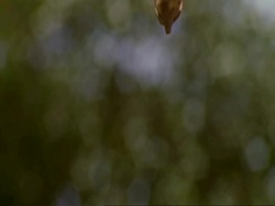 CU brown helicopter seed of Dipterocarp tree spinning as it hovers and slowly falls through frame, Malaysia Stock Footage