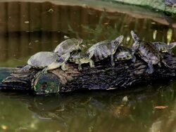 Eight turtles Stock Footage