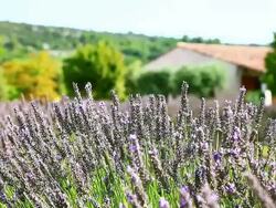 Lavender cultivated field in Provence Stock Footage