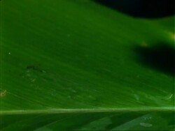 Red-eyed Tree Frog, CU frog on leaf, walks r - l and turns away from camera.  Panama. Stock Footage
