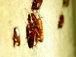 Cockroach Stock Footage