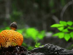 CU Shot of dictyophora indusiata on wood log in mt soorisan / annyang, gyeonggi-do, South Korea Stock Footage
