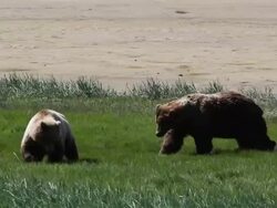 MS PAN Dominant male brown bear approaching grazing female in estrus during mating season and female facing off male / Alaska, United States Stock Footage