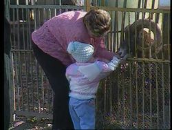 Russia/Ukraine - Animal Rescue Operation News Clip