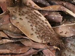 Termites walking on the dry leaves Stock Footage