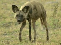 MS TS African wild dogs walking and observing surroundings / Okavango Delta, North West District, Botswana Stock Footage