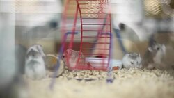 Hamsters in the aquarium Stock Footage