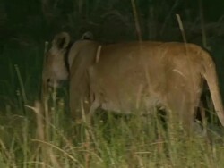 MS TS Shot of collared lioness walking through tall grass followed by lion / Okavango Delta, North-West District, Botswana Stock Footage