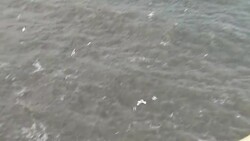 Kittiwakes nesting on Bempton Cliffs News Clip