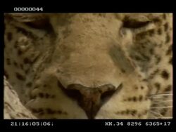 Leopard, Panthera pardus, face, tilt down face in profile from eye to nose and mouth, CUC Stock Footage
