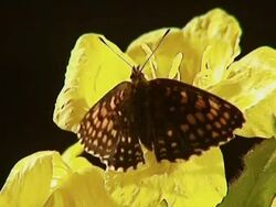 Butterfly on yellow flower Stock Footage